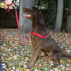 Petsafe Easy Kırmızı Xlarge Köpek Tasması