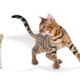 Petsafe Ssscat Otomatik Kedi ve Köpek Uzaklaştırıcı Sprey