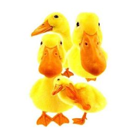 Piatnik Hanadeka Ördekler 100 Parça Puzzle