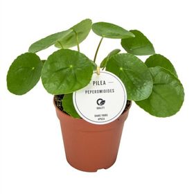 Pilea Peperomioides Çin Para Bitkisi