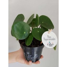 Pilea Peperomioides Çin Para Bitkisi