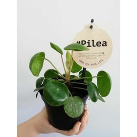 Pilea Peperomioides Çin Para Bitkisi