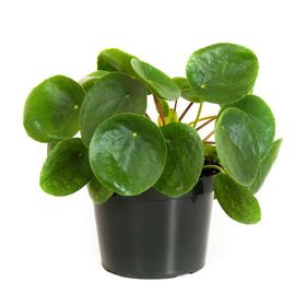 Pilea Peperomioides Çin Para Bitkisi