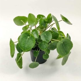 Pilea Peperomioides Çin Para Bitkisi