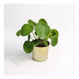 Pilea Peperomioides Çin Para Bitkisi