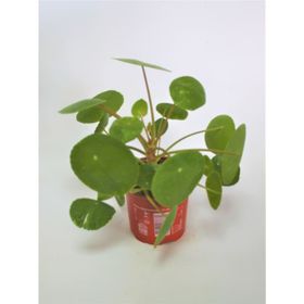 Pilea Peperomioides Çin Para Bitkisi