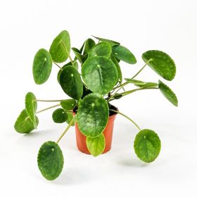 Pilea Peperomioides Çin Para Bitkisi