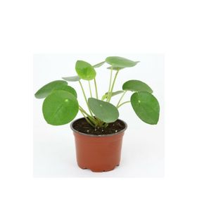 Pilea Peperomioides Çin Para Bitkisi