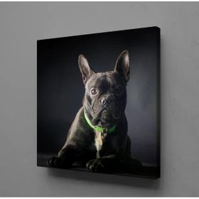Piyero Siyah Köpek Kanvas Tablo