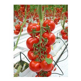 Plantistanbul 1 gr Cherry Domates Tohumu