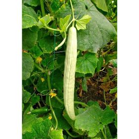 Plantistanbul 10 gr 016 Anadolu Acur Salata Tohumu