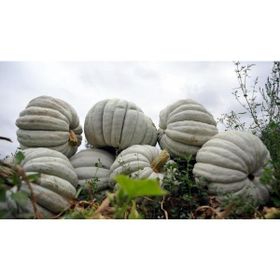 Plantistanbul 10 gr Balkabağı Tohumu