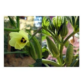 Plantistanbul 10 gr Bamya Toros Sultani Tohumu