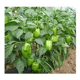 Plantistanbul 10 gr Biber Kandil Dolmalık Tohumu