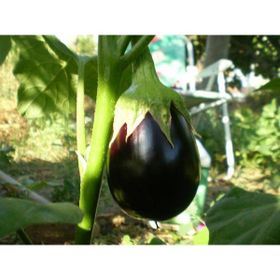 Plantistanbul 10 gr Patlıcan Topan 374 Tohumu