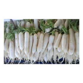Plantistanbul 10 gr Turp Uzun Beyaz Japon Turp Tohumu