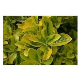 Plantistanbul 10'lu Euonymus Japonica Taflan Fidanı