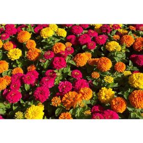 Plantistanbul 150 Adet Zinnia (Kirli Hanım Çiçeği) Karışık Renk Çiçek Tohumu