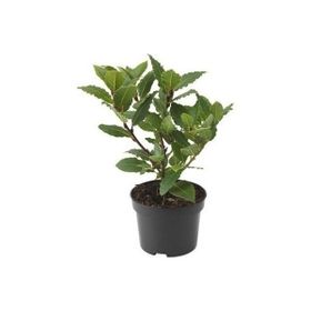 Plantistanbul 20-40 cm Defne Fidanı