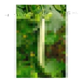 Plantistanbul 25 gr 016 Anadolu Acur Salata Tohumu