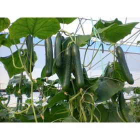 Plantistanbul 25 gr Beith Alpha Salatalık Tohumu