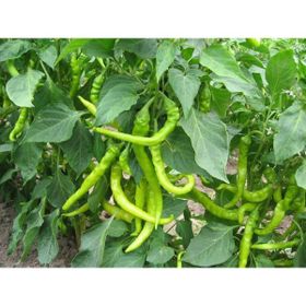 Plantistanbul 25 gr Biber Çetinel Tohumu