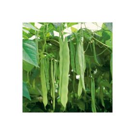Plantistanbul 25 gr Fasulye Çalı Sırık Tohumu
