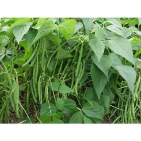 Plantistanbul 25 gr Fasulye Fıstık Sırık Tohumu