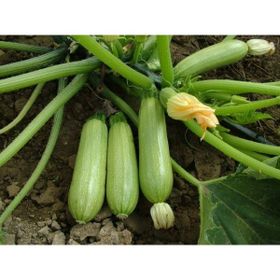 Plantistanbul 25 gr Kabak Dolmalık Kolsuz Yağmur 04 Tohumu