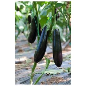 Plantistanbul 25 gr Patlıcan Kemer 27 Tohumu