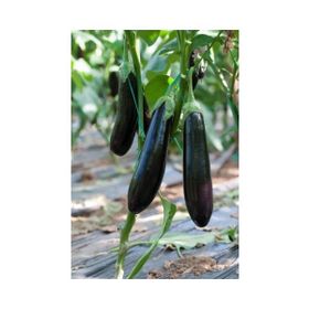 Plantistanbul 25 gr Patlıcan Kemer 27 Tohumu