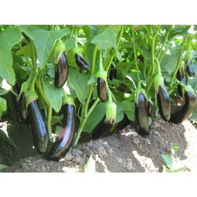 Plantistanbul 25 gr Patlıcan Pala 49 Tohumu