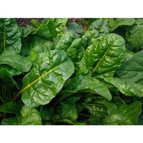 Plantistanbul 25 gr Pazı Açık Yeşil 3477 Tohumu