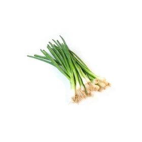 Plantistanbul 25 gr Soğan Taze Yeşil Tohumu