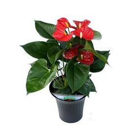 Plantistanbul 40-60 cm Antoryum Bitkisi
