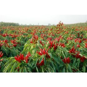 Plantistanbul 5 gr Biber Tabasco Biberiye Acı Tohumu