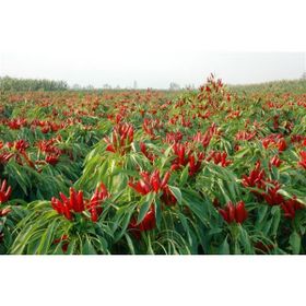 Plantistanbul 5 gr Biber Tabasco Biberiye Acı Tohumu
