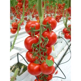 Plantistanbul 5 gr Cherry Domates Tohumu