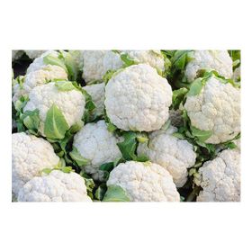 Plantistanbul 5 gr Karnabahar İgloo Tohumu