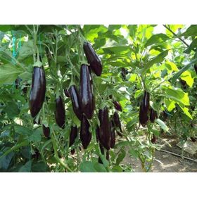 Plantistanbul 5 gr Patlıcan Aydın Siyahı Tohumu