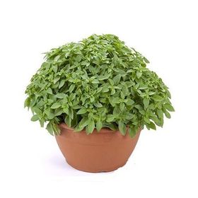 Plantistanbul 5 gr Top Fesleğen Tohumu