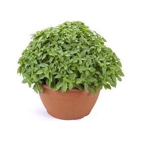 Plantistanbul 5 gr Top Fesleğen Tohumu