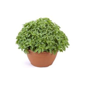 Plantistanbul 5 gr Top Fesleğen Tohumu