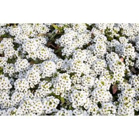 Plantistanbul 50 Adet Alyssum Maritimum Alisyum Kraliyet Halısı Çiçek Tohumu