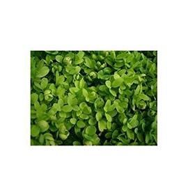 Plantistanbul Buxus Sempervirens Şimşir Fidanı