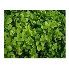 Plantistanbul Buxus Sempervirens Şimşir Fidanı