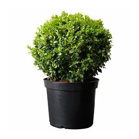 Plantistanbul Buxus Sempervirens Şimşir Fidanı