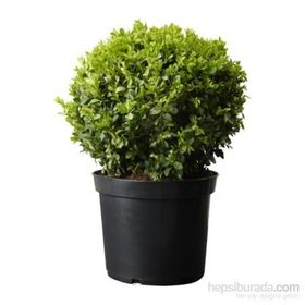 Plantistanbul Buxus Sempervirens Şimşir Fidanı