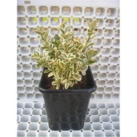 Plantistanbul Buxus Sempervirens Şimşir Fidanı