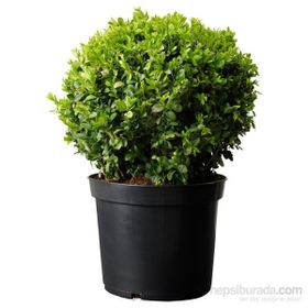Plantistanbul Buxus Sempervirens Şimşir Fidanı
